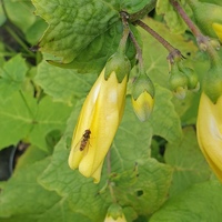 Kirengeshoma palmata Koreana Group